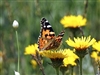 Curs online per aprendre a identificar papallones